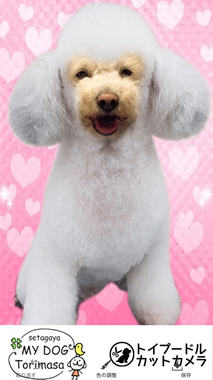 トイプードルカットカメラ