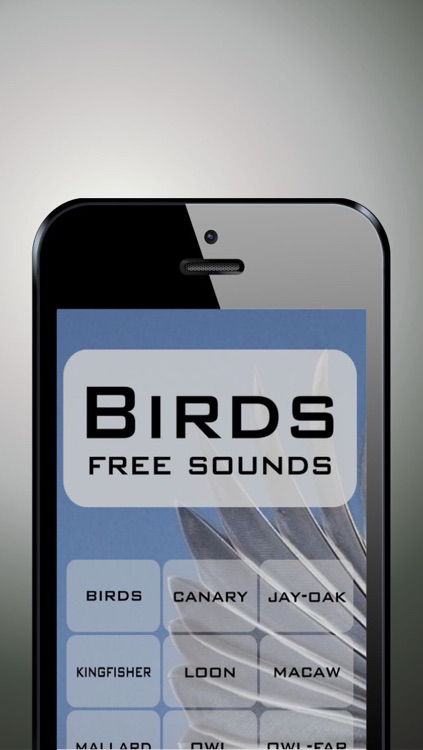 Birds sing song funny music and sounds