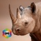 My Rhino Simulator