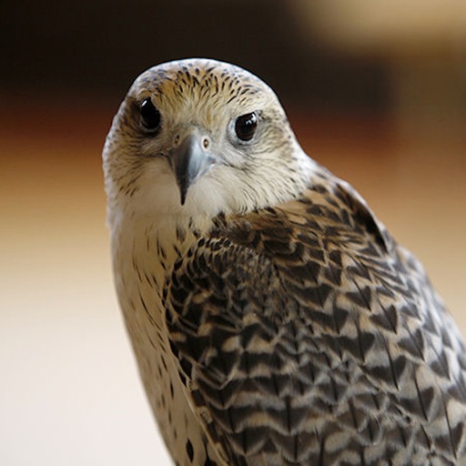 Falcons and Caracaras icon