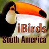 iBirds South America