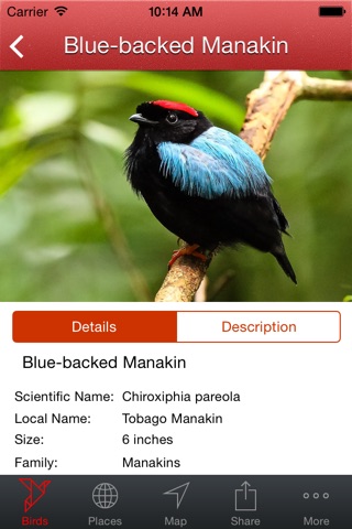 Birds of Trinidad and Tobago screenshot 3