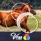 Venn Horses: Overlapping Jigsaw Puzzles