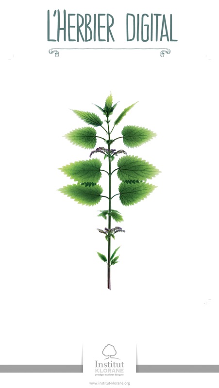Digital Herbarium screenshot 5