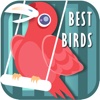 The Best Birds Sounds