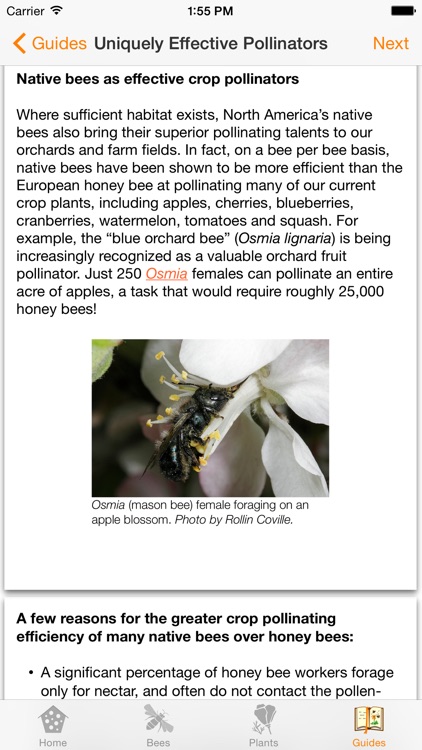 Wild Bee Gardens screenshot-4