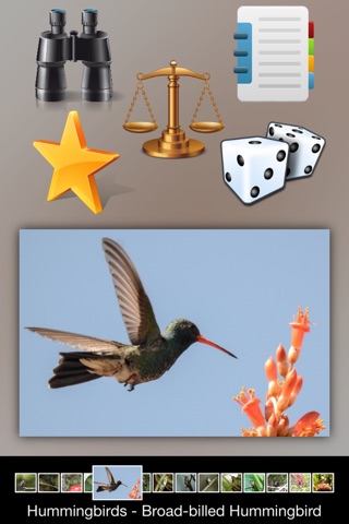 Hummingbirds Guide screenshot 4
