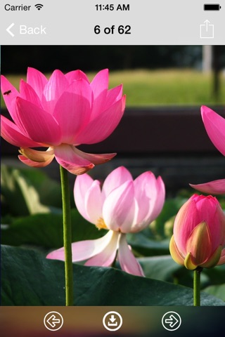 Lotus Wallpaper: Best HD Wallpapers screenshot 3