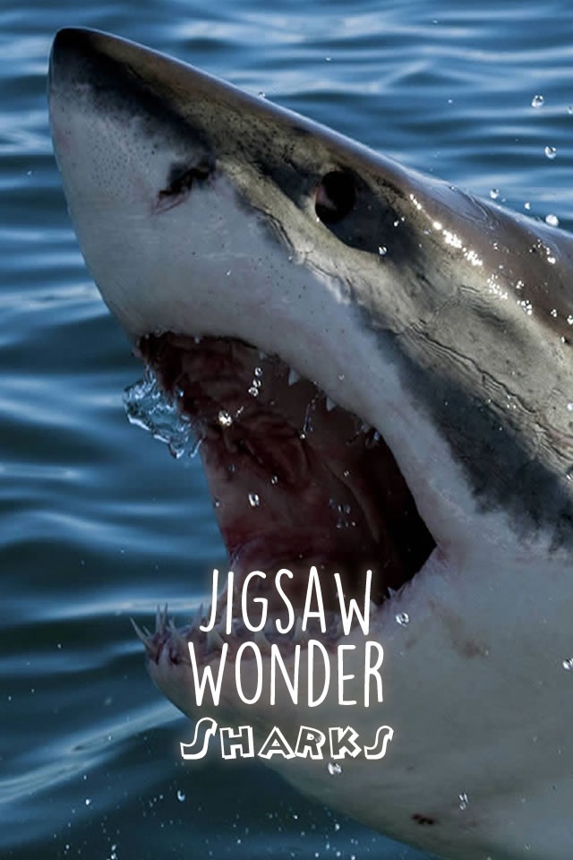 Shark Puzzles for Kids Free Jigsaw Wonder Collection screenshot 4