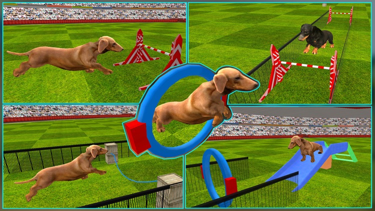 Dog Show Simulator 3D: Train puppies & perform amazing stunts