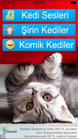 Kedi Sesleri(圖4)-速報App