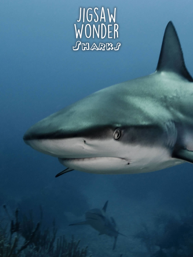 ‎Shark Puzzles for Kids Jigsaw Wonder Collection Screenshot