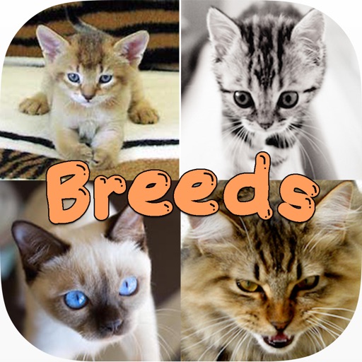 Cute Cat Breed Quiz Games iOS App