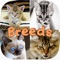 Cute Cat Breed Quiz Games