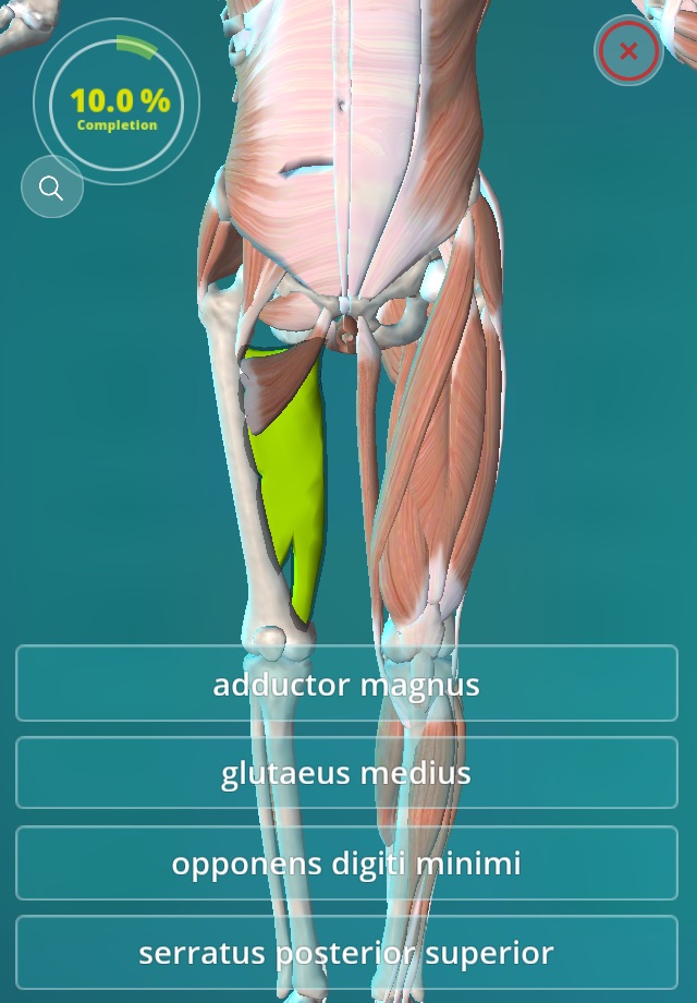 Anatomy Quiz - muscles and bones screenshot 2