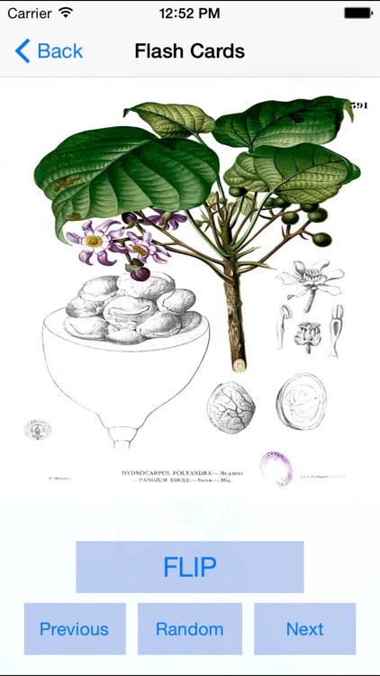 Edible and Poisonous Plants
