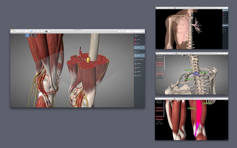 Screenshot #2 pour Essential Anatomy 5