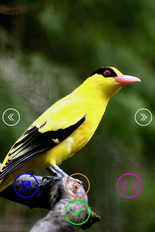 Colorful Birds - Wallpapers & Slideshow HD screenshot 2