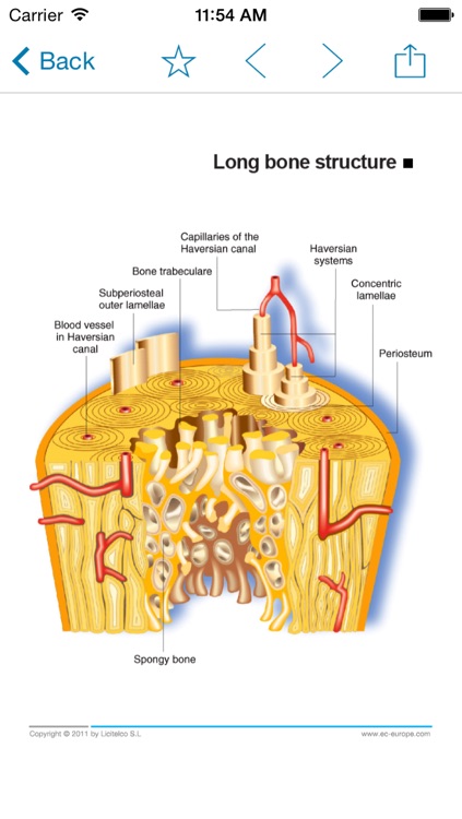 Miniatlas Musculoskeletal System