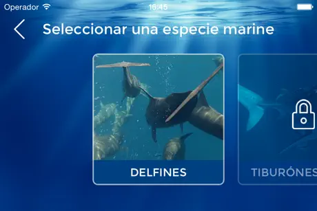 DiveFree