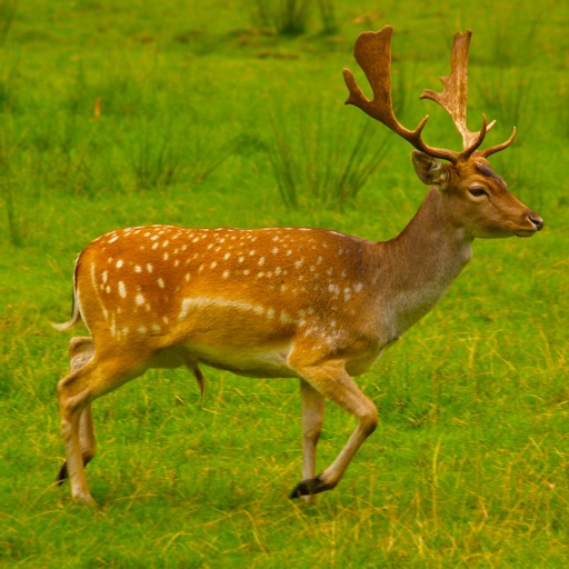 Deer Hunting Crossing 2015 iOS App