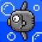 Annoying mola mola