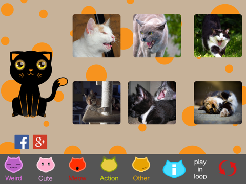 The Best Funny Kittens