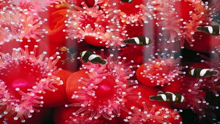 Aquarium Now