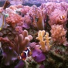 Coral Reefs Wiki