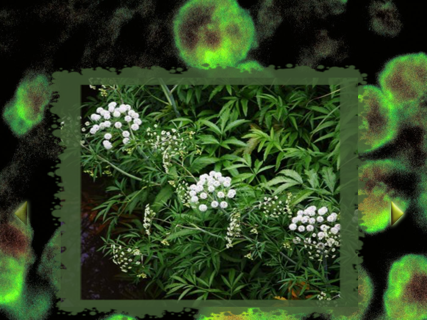 Deadly Poisons screenshot 6