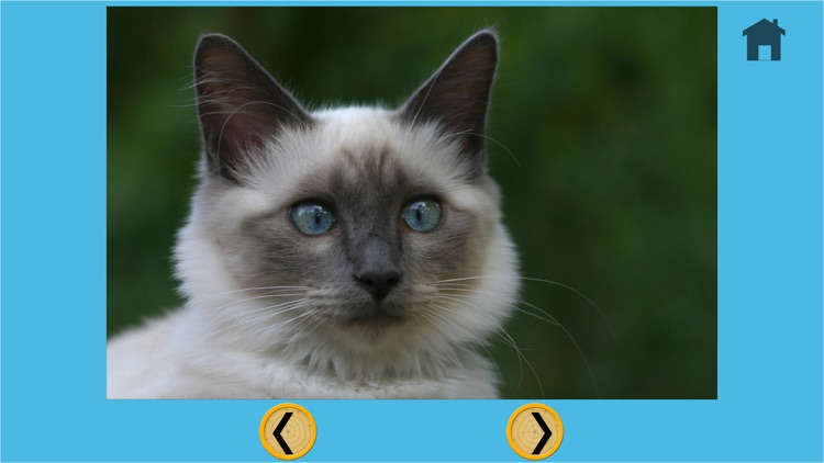 kids cat lovers - free screenshot-3
