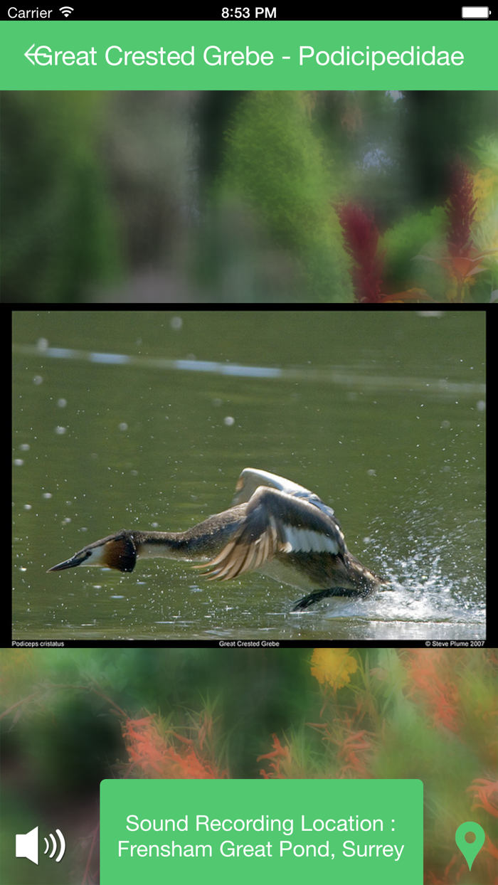 Birds of Britain Sounds