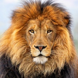 ANIMAL SOUNDBOARD SOUNDS