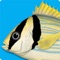 Identify the marine fishes caught in fishing, observed or photographed in dives or even at the time of fish purchase in a fish shop