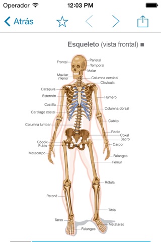 Miniatlas Musculoskeletal System screenshot 2