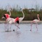 From sunrise to sunset in the Delta Park of the provinces of Ravenna and Ferrara: a route between Saline di Comacchio, Punte Alberete, Pineta di San Vitale and Pialassa della Baiona, Valle Mandriole, Argini delle Valli di Comacchio up to Anita, Argine Agosta, Valle Zavelea, bonifiche di Valle Pega, Oasi di Boscoforte