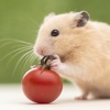 Hamster Wallpapers HD: Quotes Backgrounds with Art Pictures