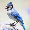 Blue Jay Sounds