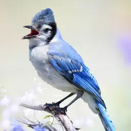 Blue Jay Sounds app icon