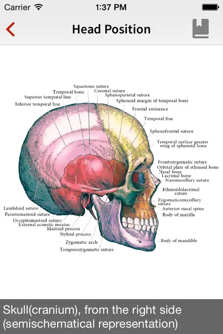 Human Anatomy Position