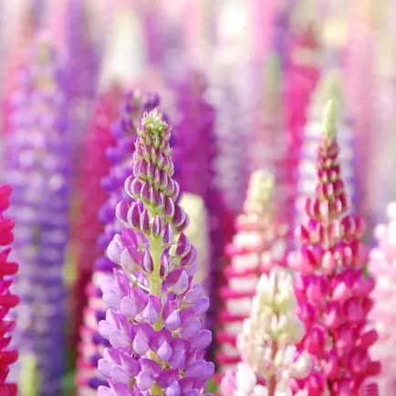 Wallpaper Collection Nature Edition Читы