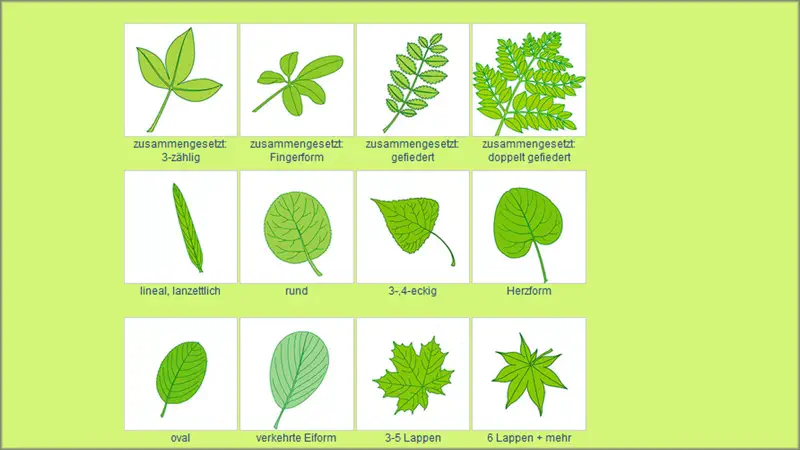 Baum-Bestimmung screenshot 2 of 5