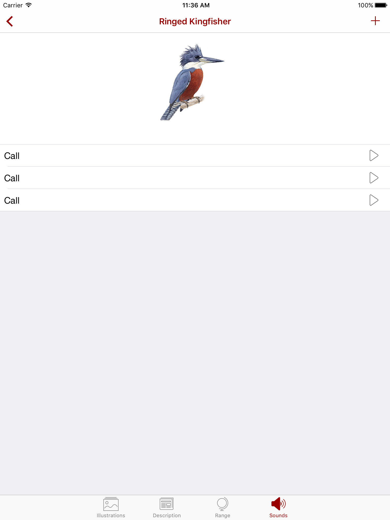 Birds of Peru