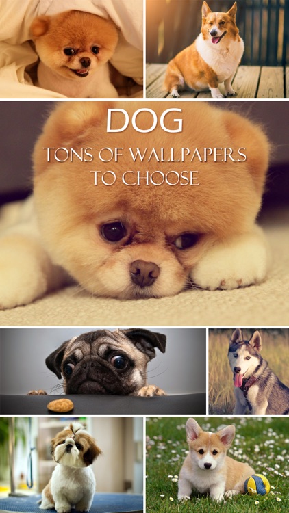 Dog Wallpapers & Backgrounds Pro - Home Screen Maker with Cute Themes of Dog Breeds