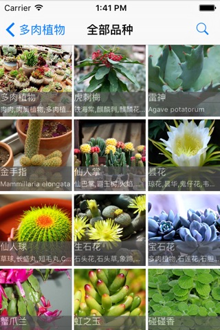 Succulents screenshot 2