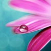 Morning Dew Wallpapers HD: Quotes Backgrounds with Art Pictures