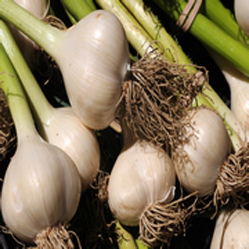 How To Grow Garlic