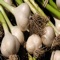 How To Grow Garlic is an app that includes helpful information on how to grow garlic