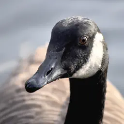 Goose Sounds app icon