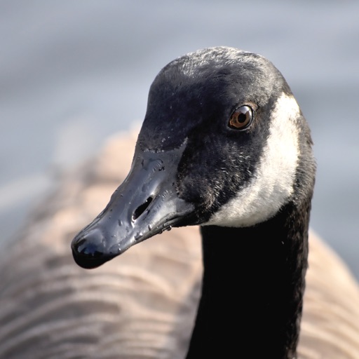 Goose Sounds Icon